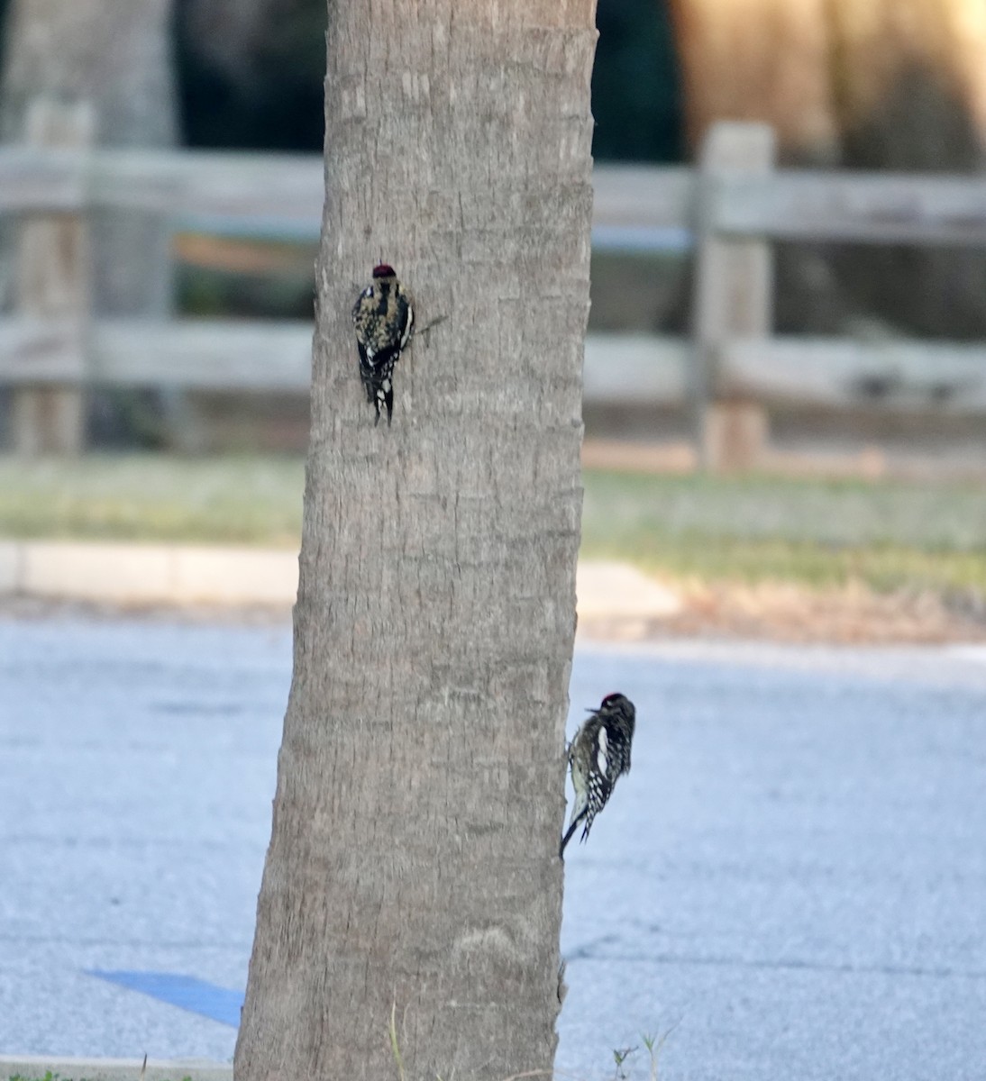 Yellow-bellied Sapsucker - ML627424572