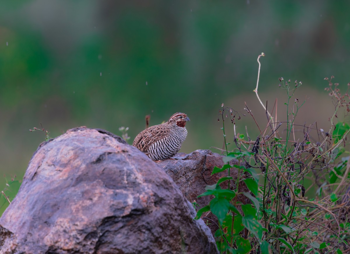 Jungle Bush-Quail - ML627424690