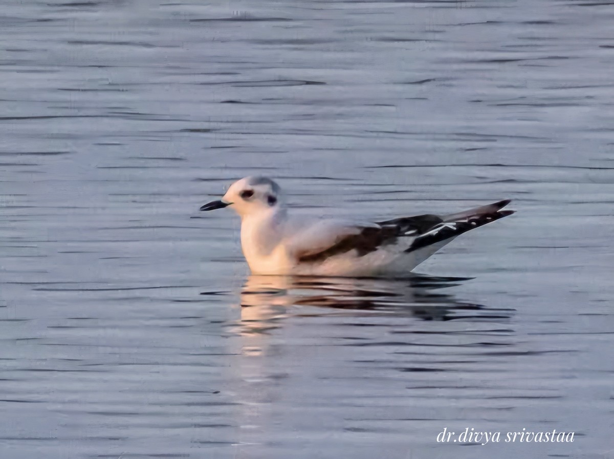 Little Gull - ML627424733