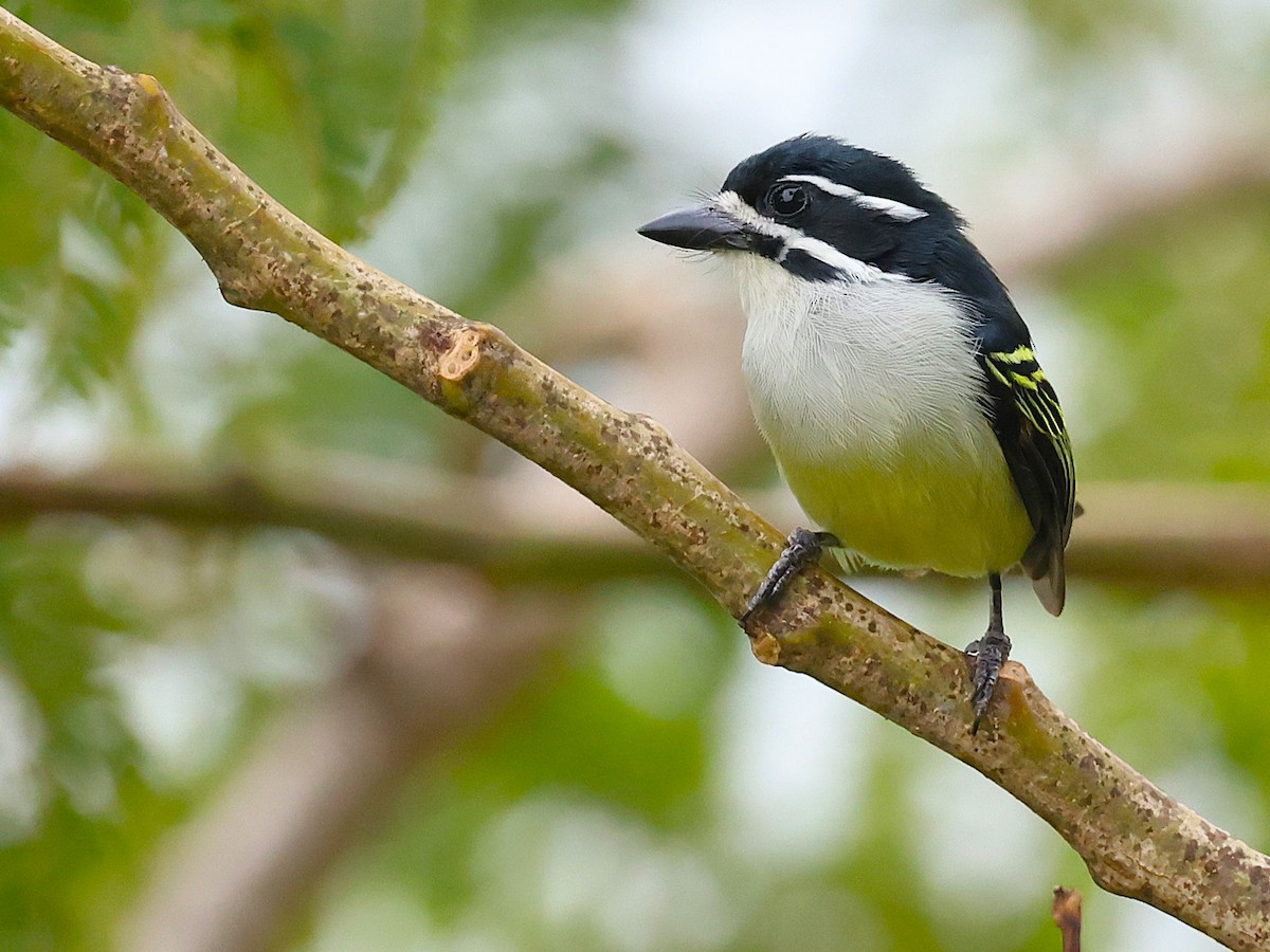 Yellow-rumped Tinkerbird - ML627424856