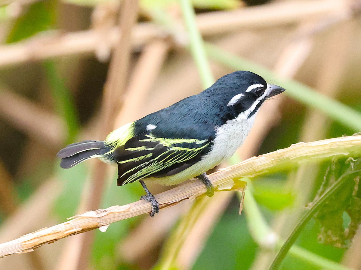 Yellow-rumped Tinkerbird - ML627424857