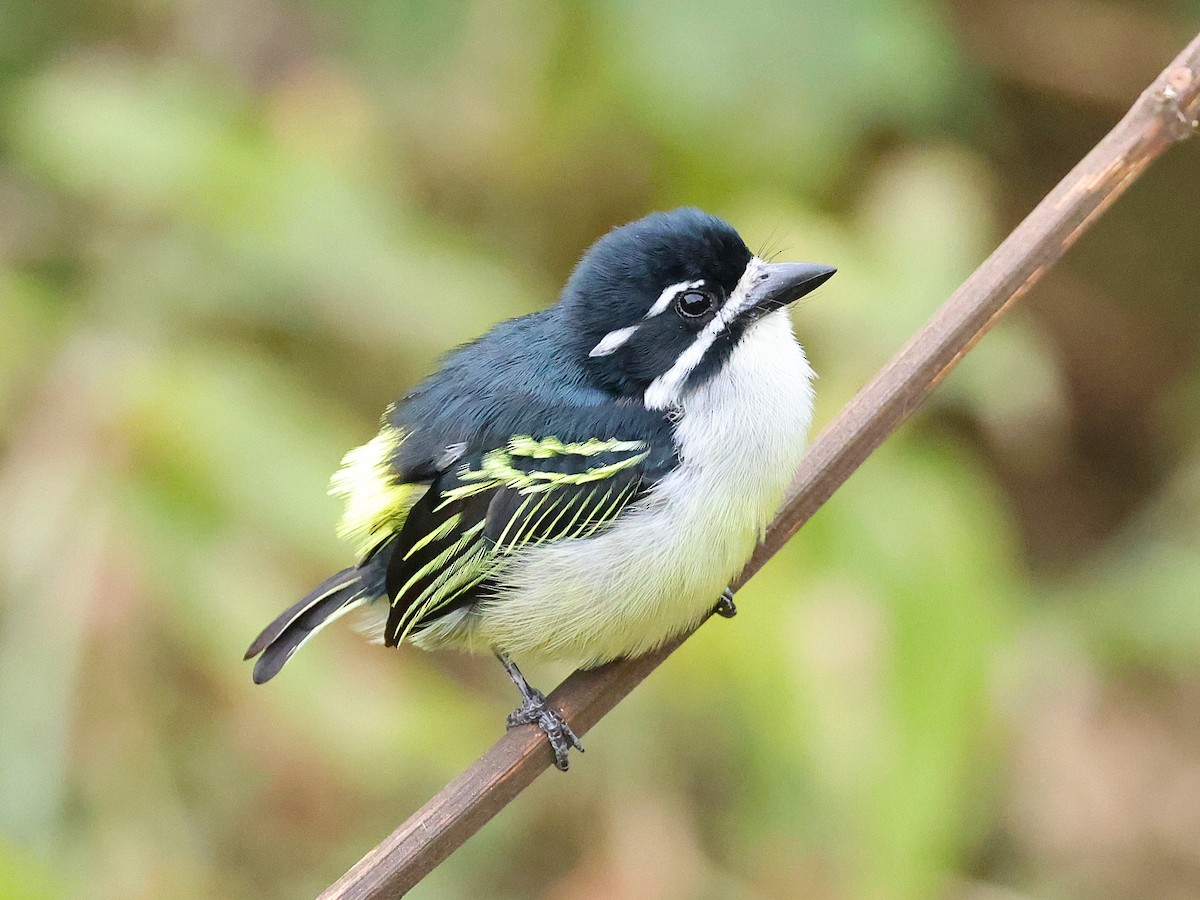 Yellow-rumped Tinkerbird - ML627424860