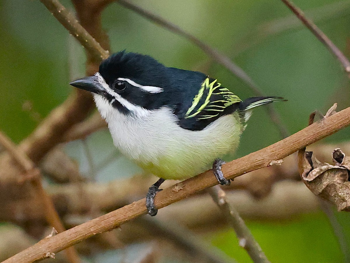 Yellow-rumped Tinkerbird - ML627424861