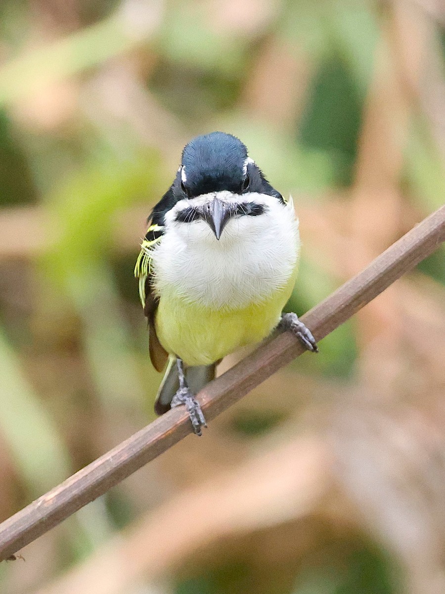 Yellow-rumped Tinkerbird - ML627424862