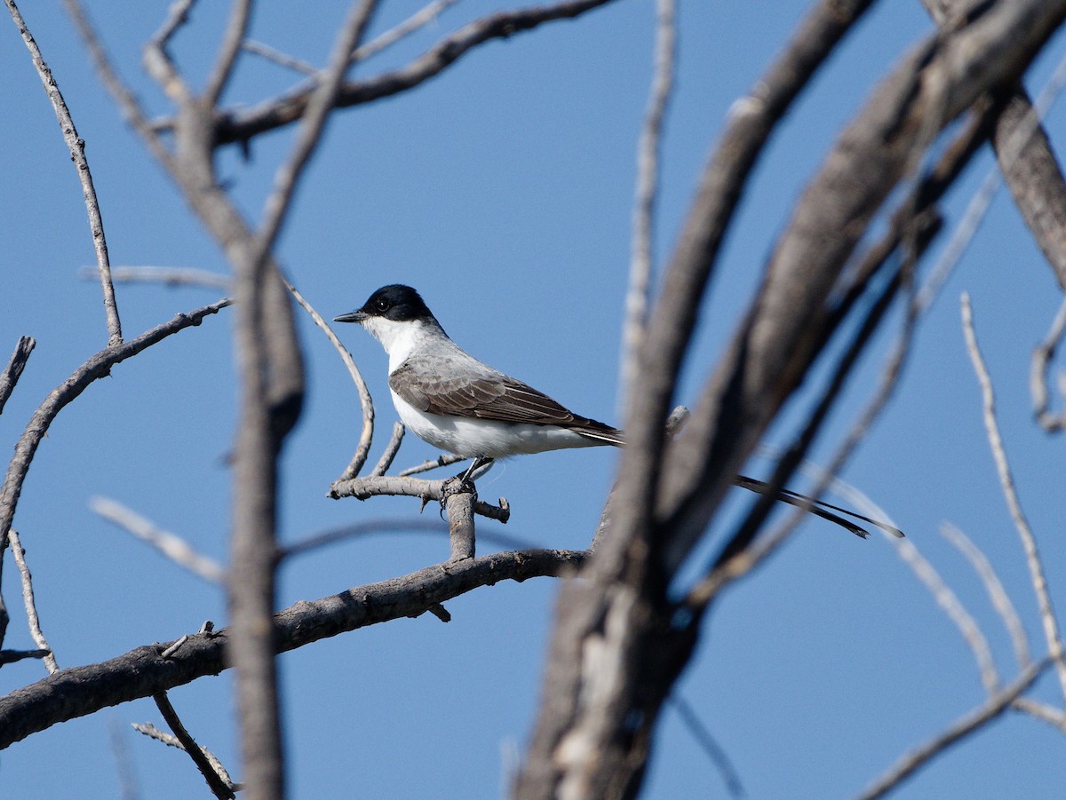 Fork-tailed Flycatcher - ML627424914