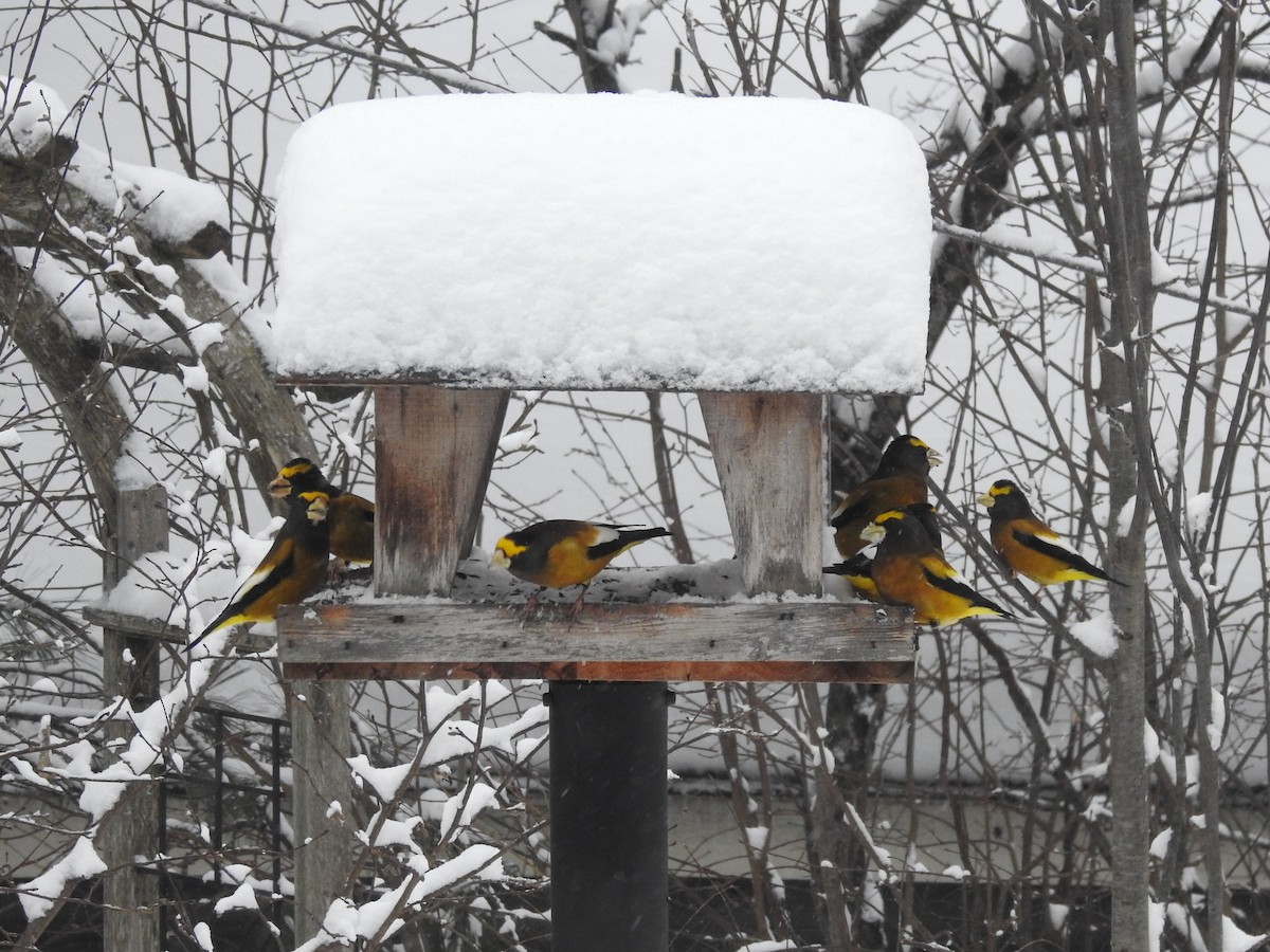 Evening Grosbeak - ML627424916