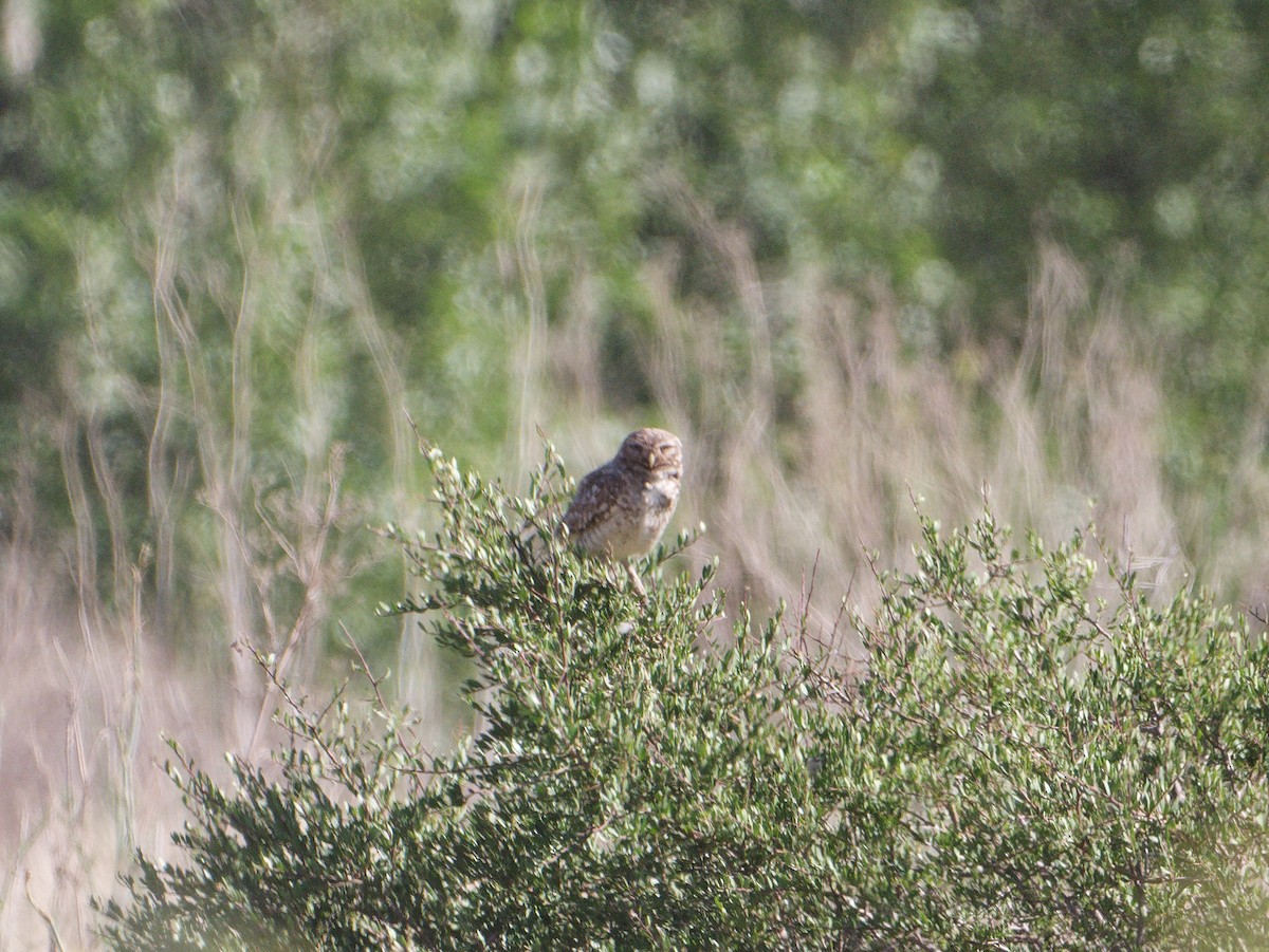 Burrowing Owl - ML627424917