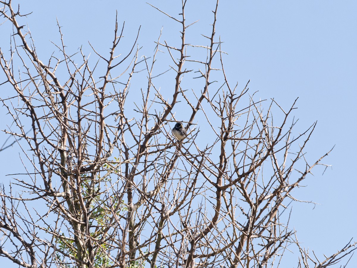 Double-collared Seedeater - ML627424920