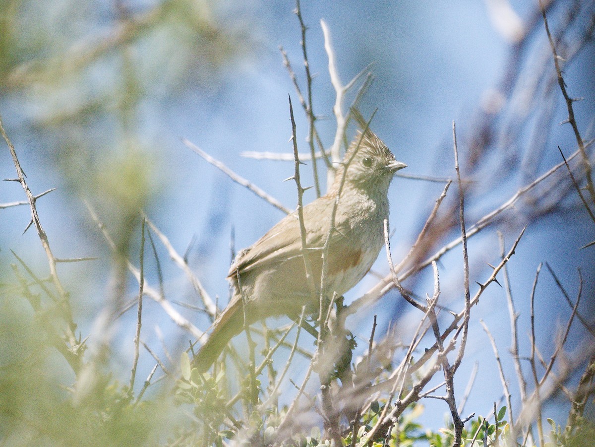 Crested Gallito - ML627424926