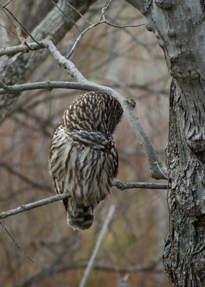 Barred Owl - ML627424948