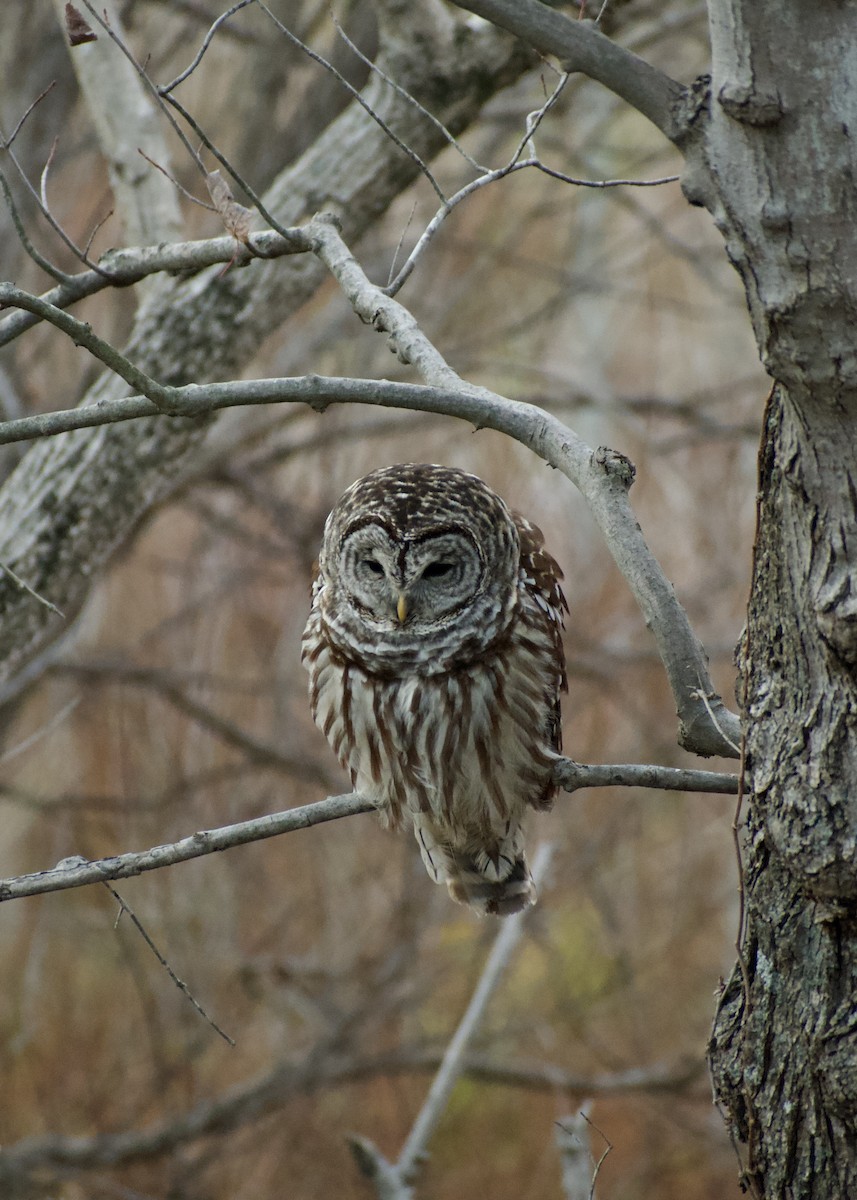 Barred Owl - ML627424949
