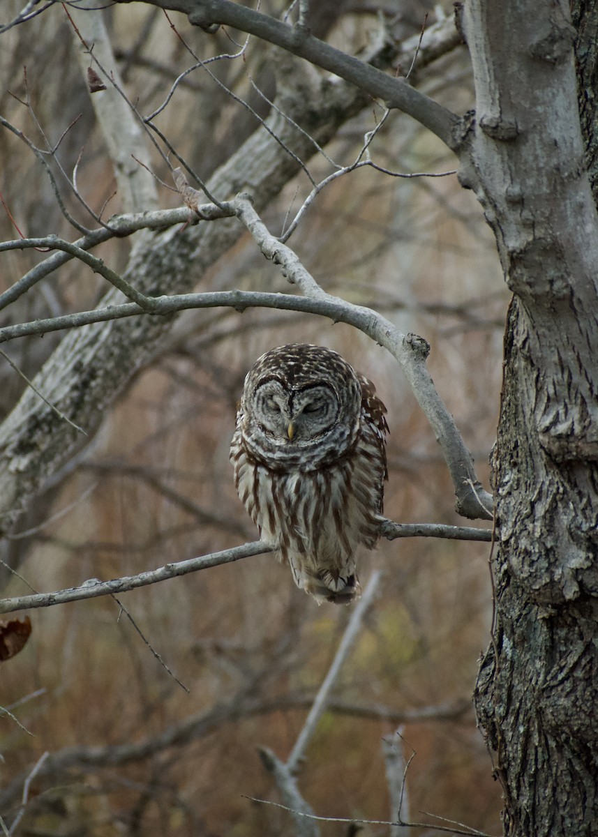 Barred Owl - ML627424950