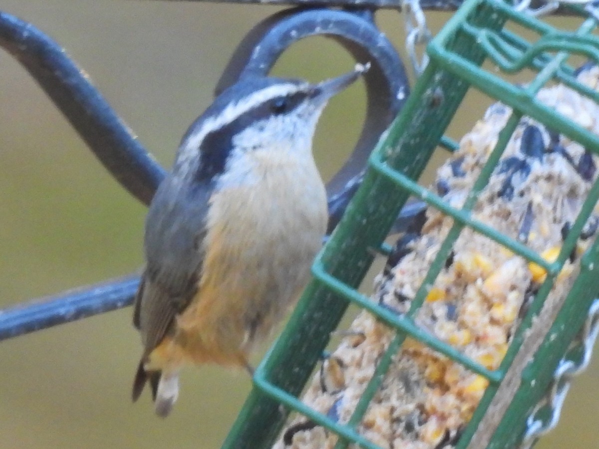 Red-breasted Nuthatch - ML627425249