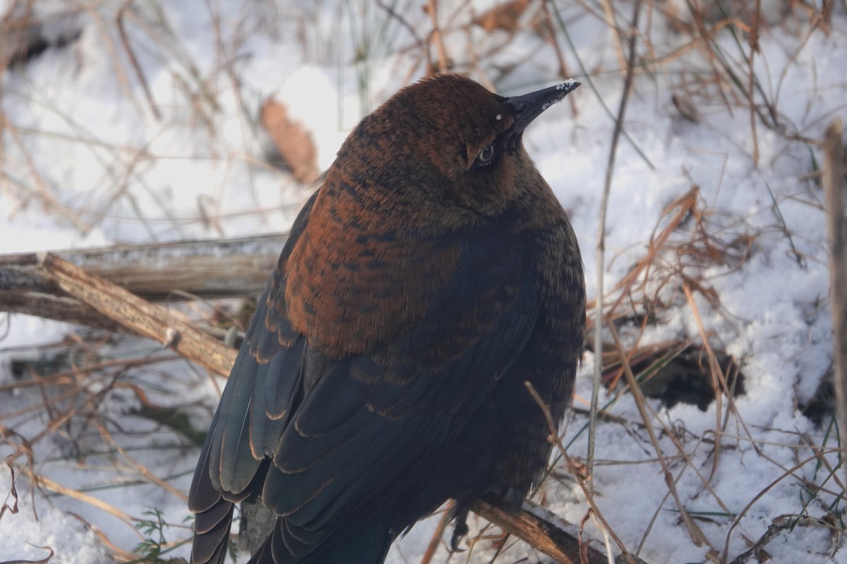 Rusty Blackbird - ML627425268