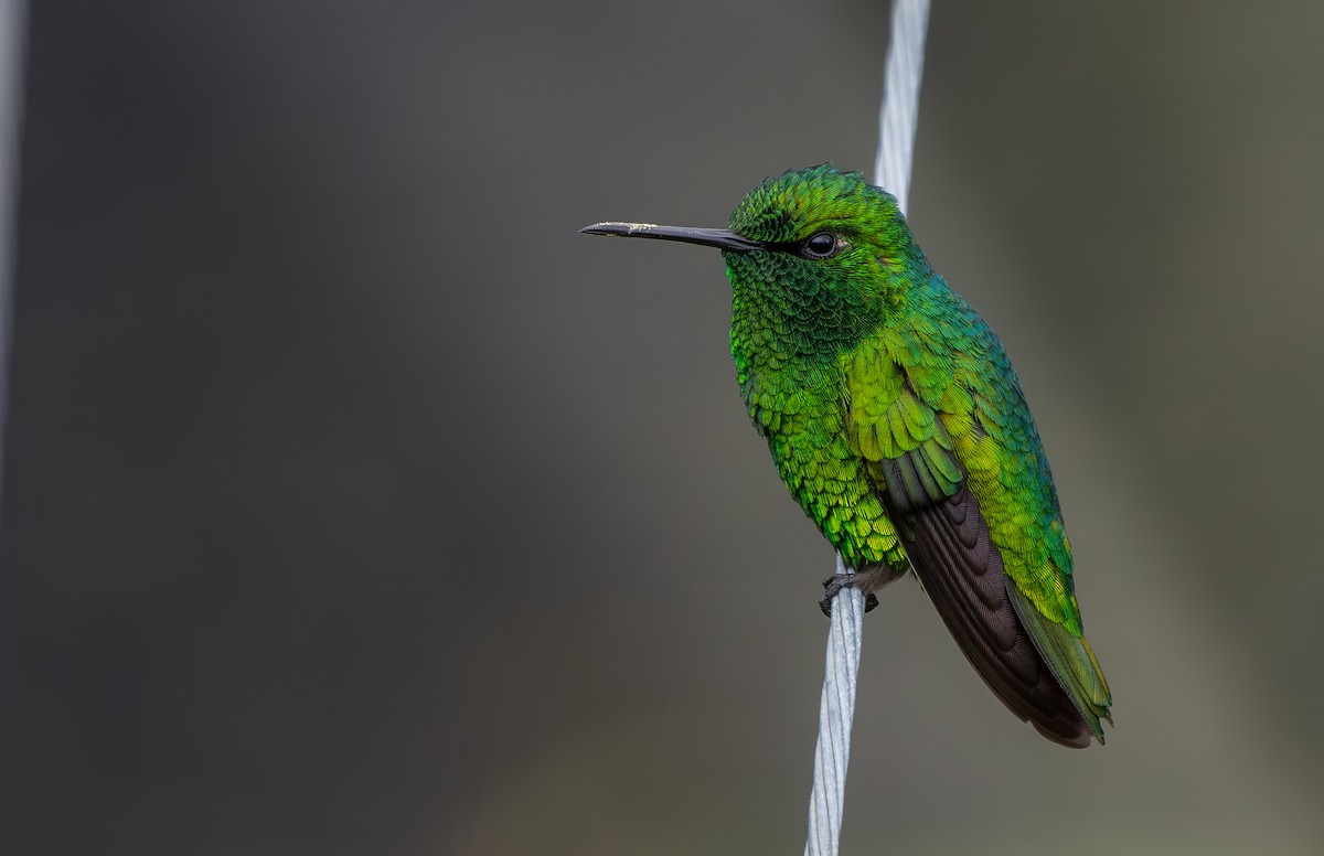 Short-tailed Emerald - ML627425364