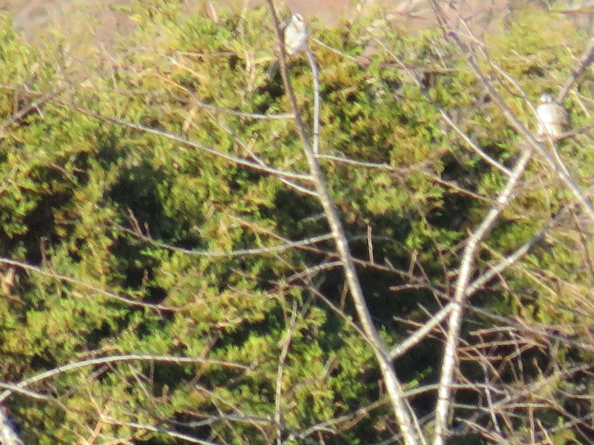 White-crowned Sparrow - ML627425404