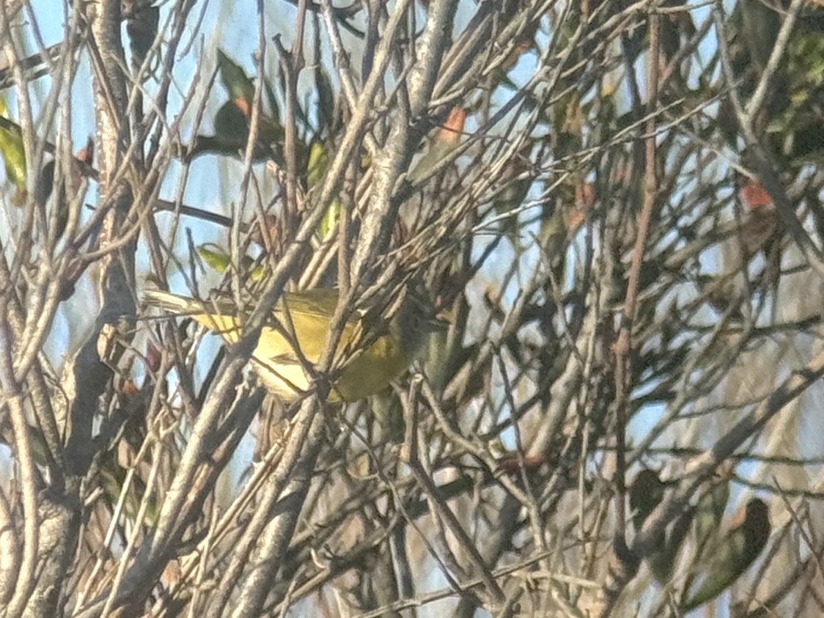 Nashville Warbler - ML627425562