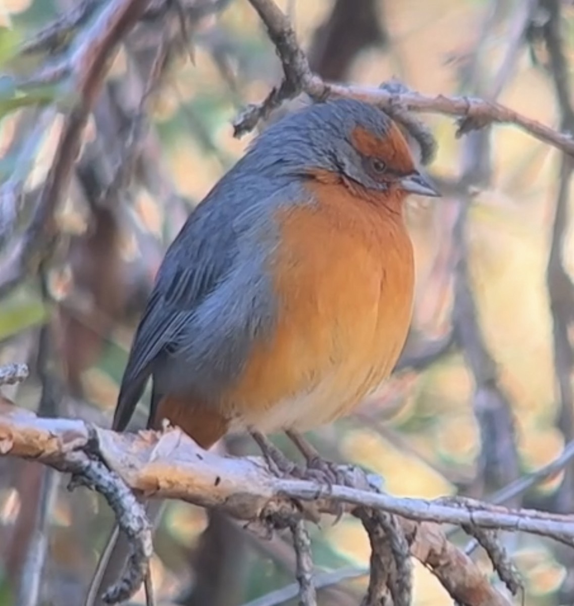 Cochabamba Mountain Finch - ML627425565