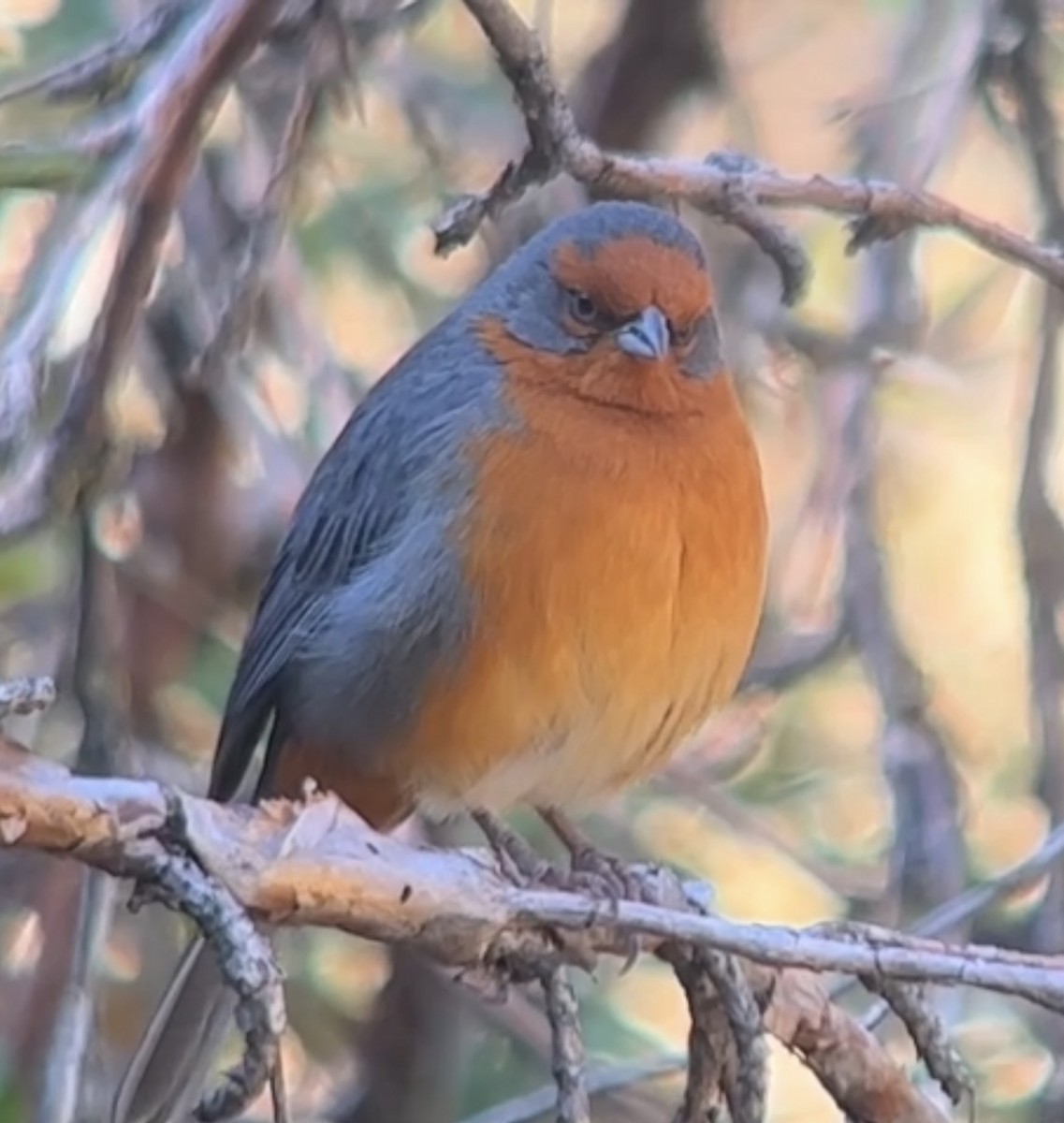 Cochabamba Mountain Finch - ML627425566