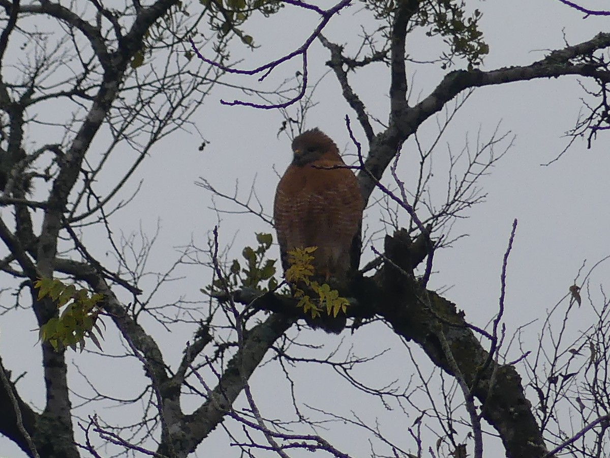 Red-shouldered Hawk - ML627425983