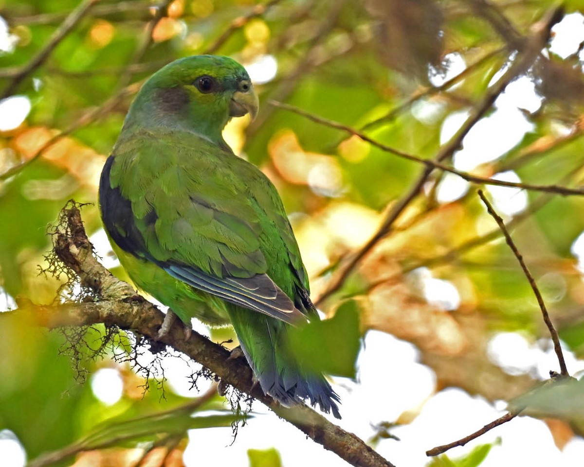 Black-winged Parrot - ML627425988