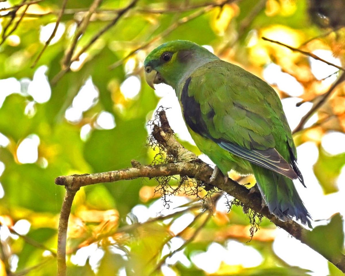 Black-winged Parrot - ML627425989
