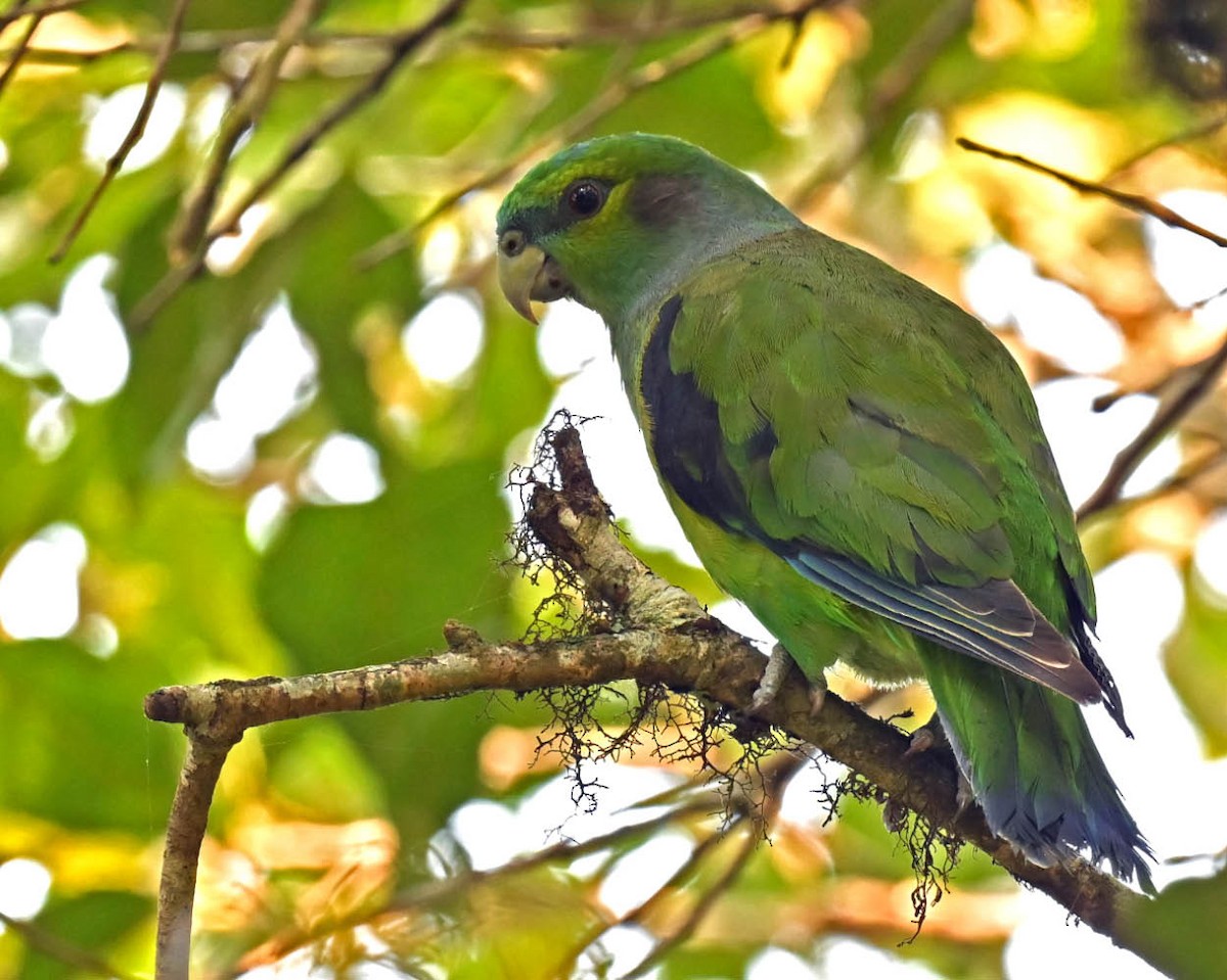 Black-winged Parrot - ML627425990