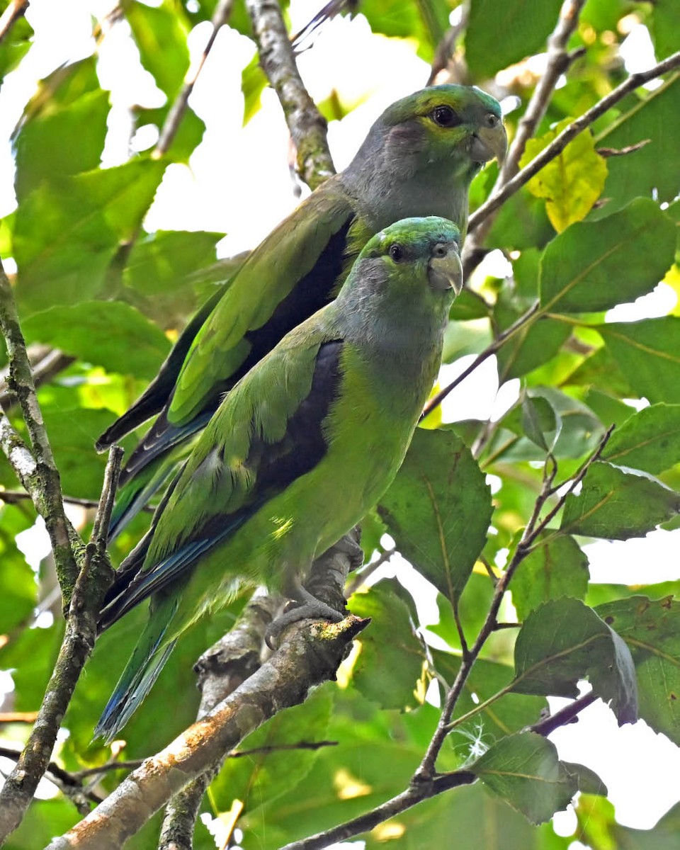 Black-winged Parrot - ML627425991