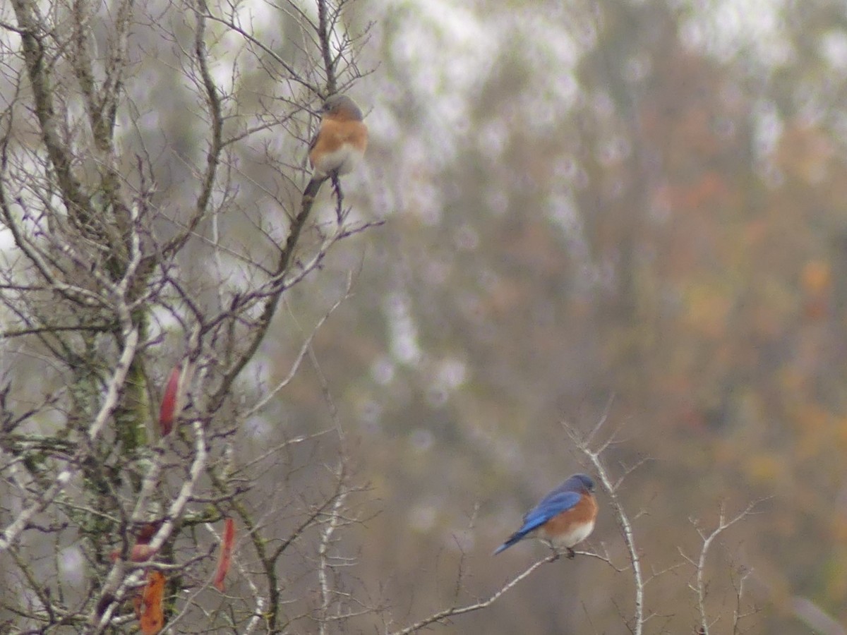 Eastern Bluebird - ML627426057