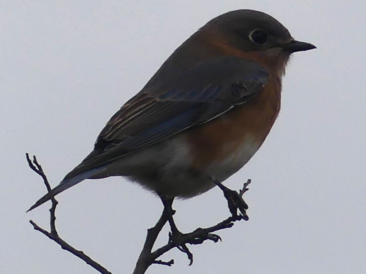 Eastern Bluebird - ML627426079