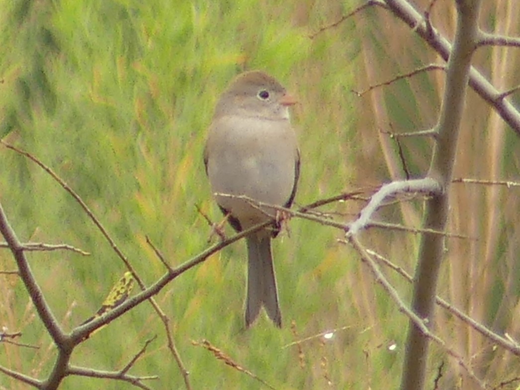 Field Sparrow - ML627426095