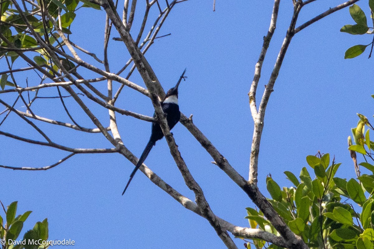 Jacamar à longue queue - ML627426121