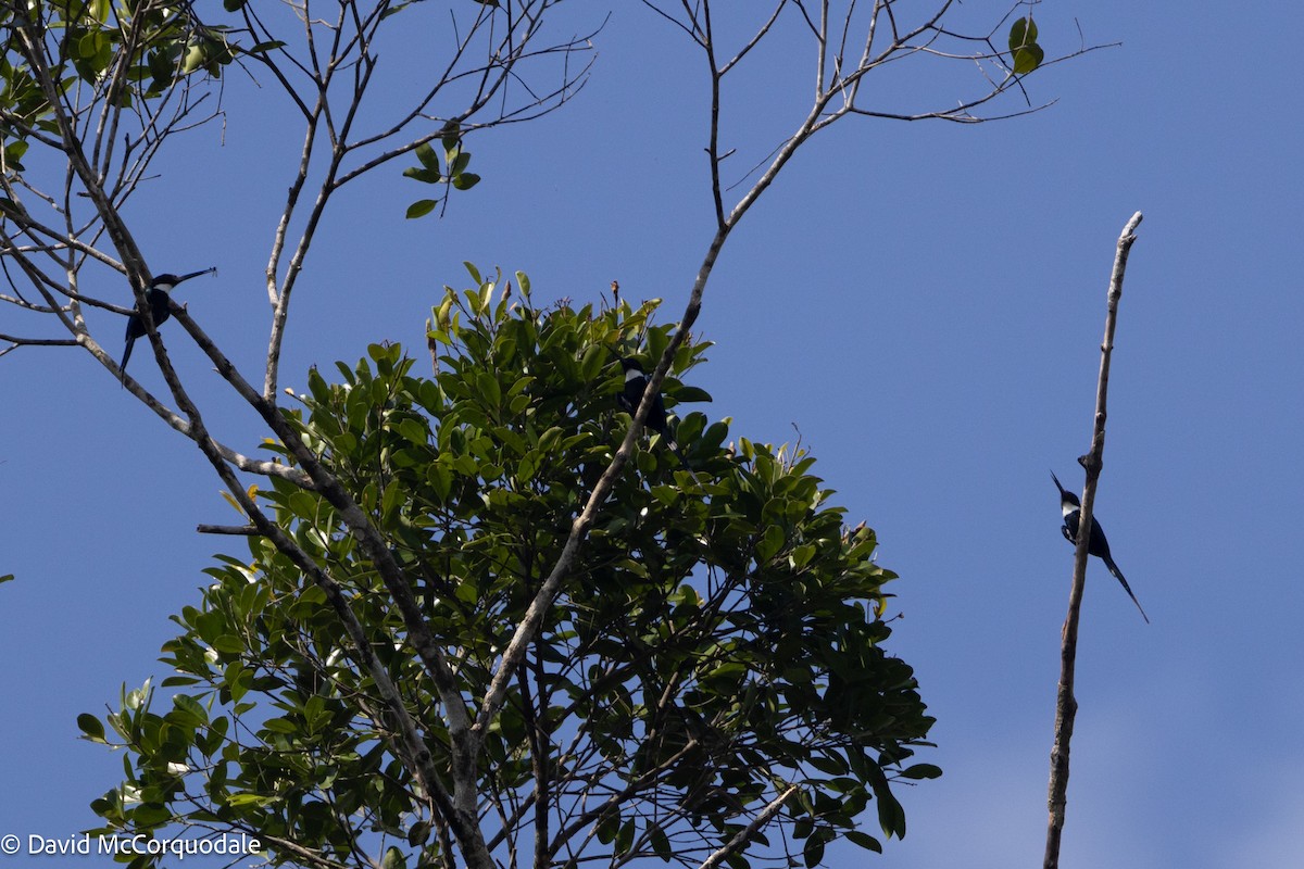 Jacamar à longue queue - ML627426122