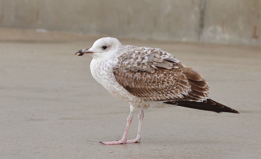 Caspian x European Herring Gull (hybrid) - eBird