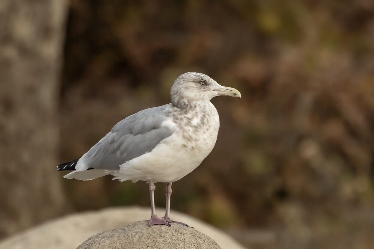 American Herring Gull - ML627426412