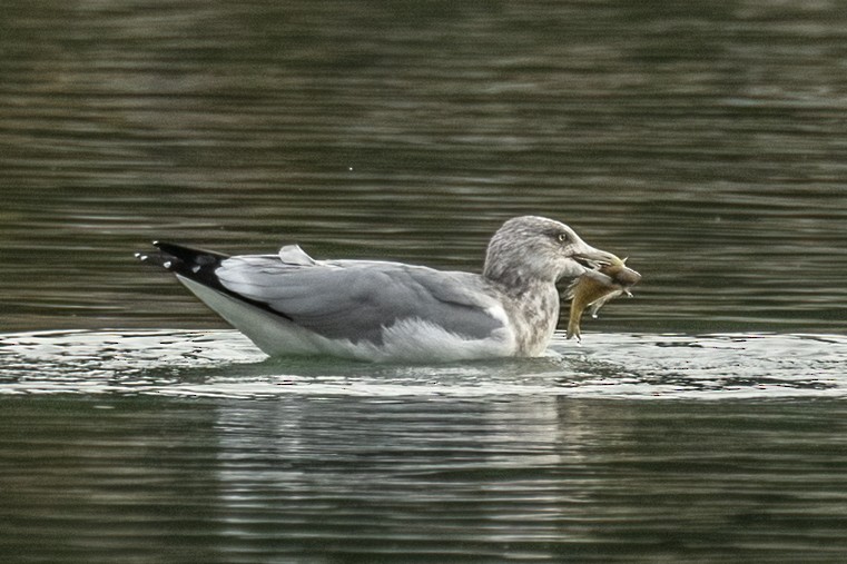 American Herring Gull - ML627426413