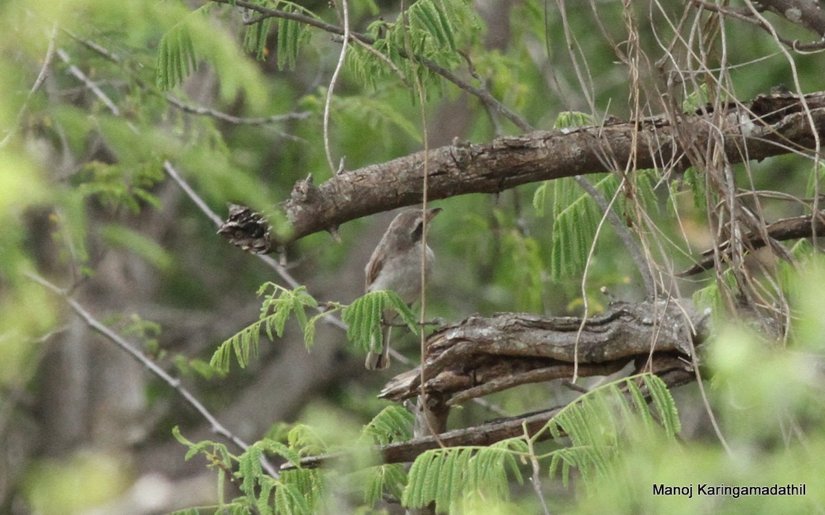 Common Woodshrike - ML62742651