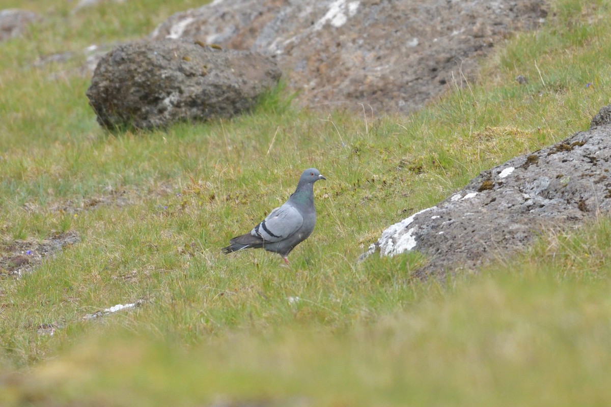 Rock Pigeon - ML627426576