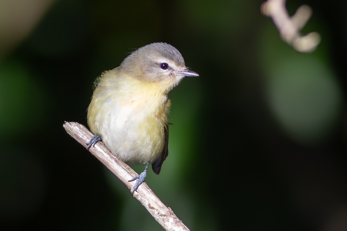 Philadelphia Vireo - ML627426584