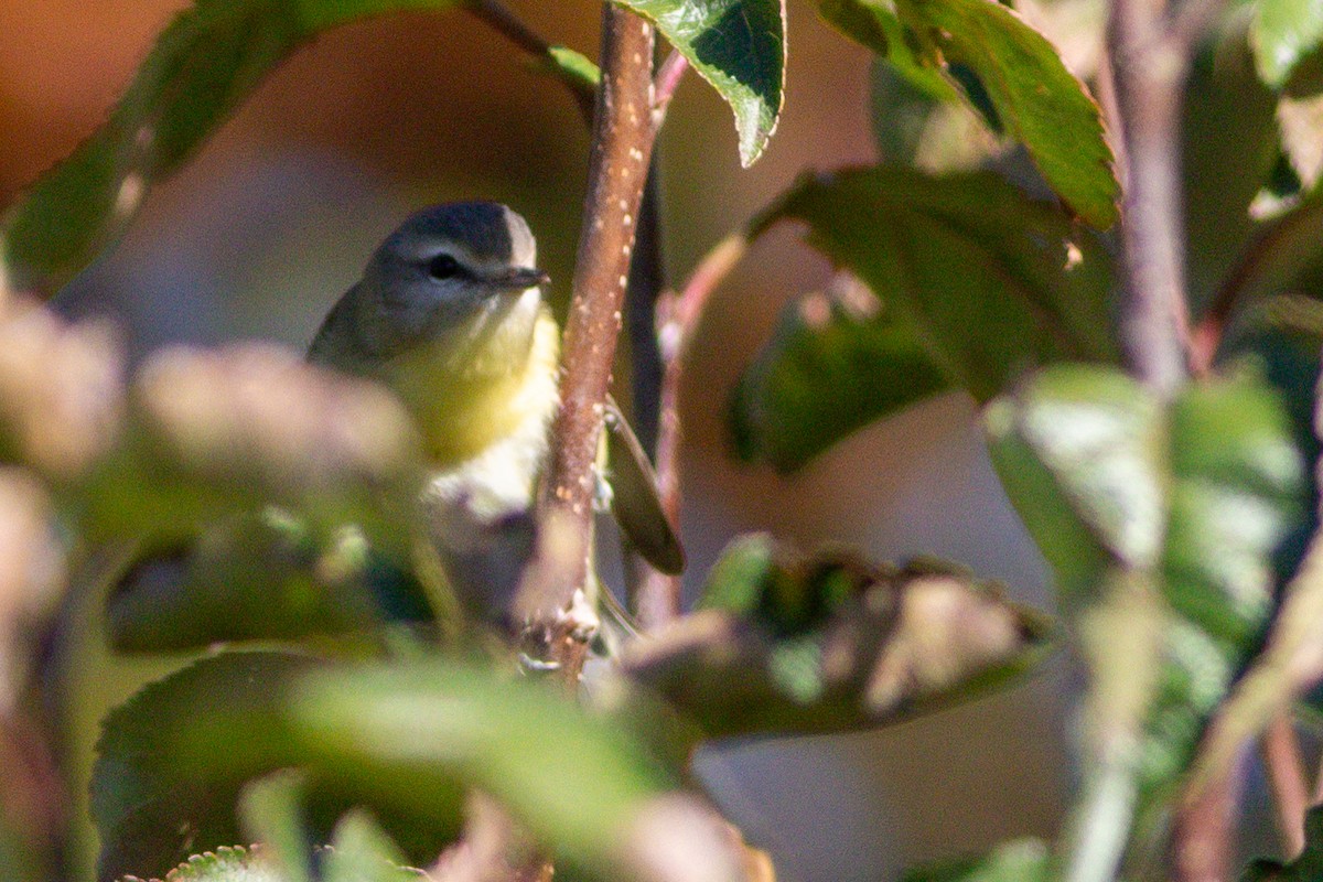 Philadelphia Vireo - ML627426585