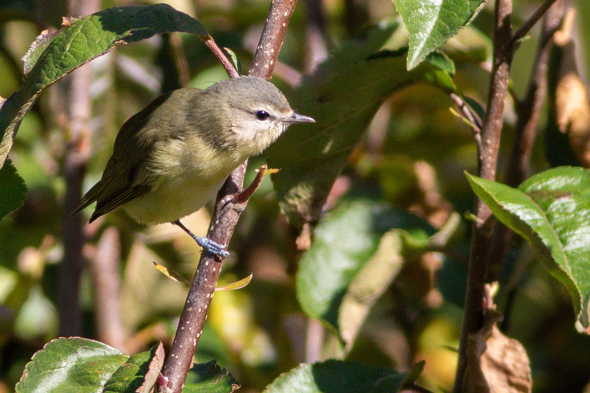 Philadelphia Vireo - ML627426586