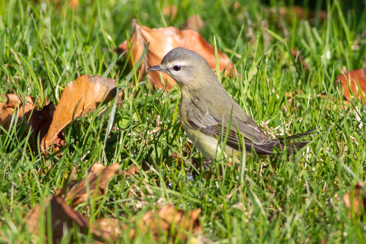 Philadelphia Vireo - ML627426587