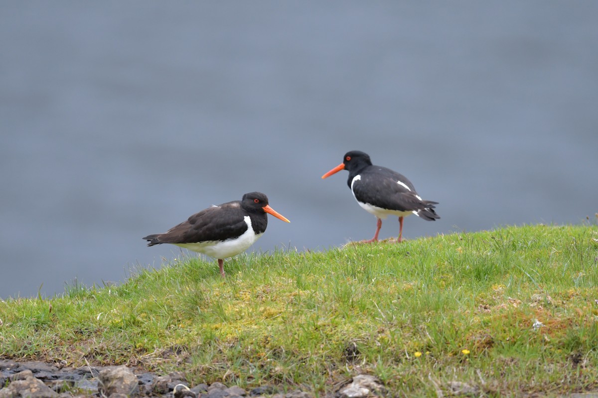 Eurasian Oystercatcher - ML627426593