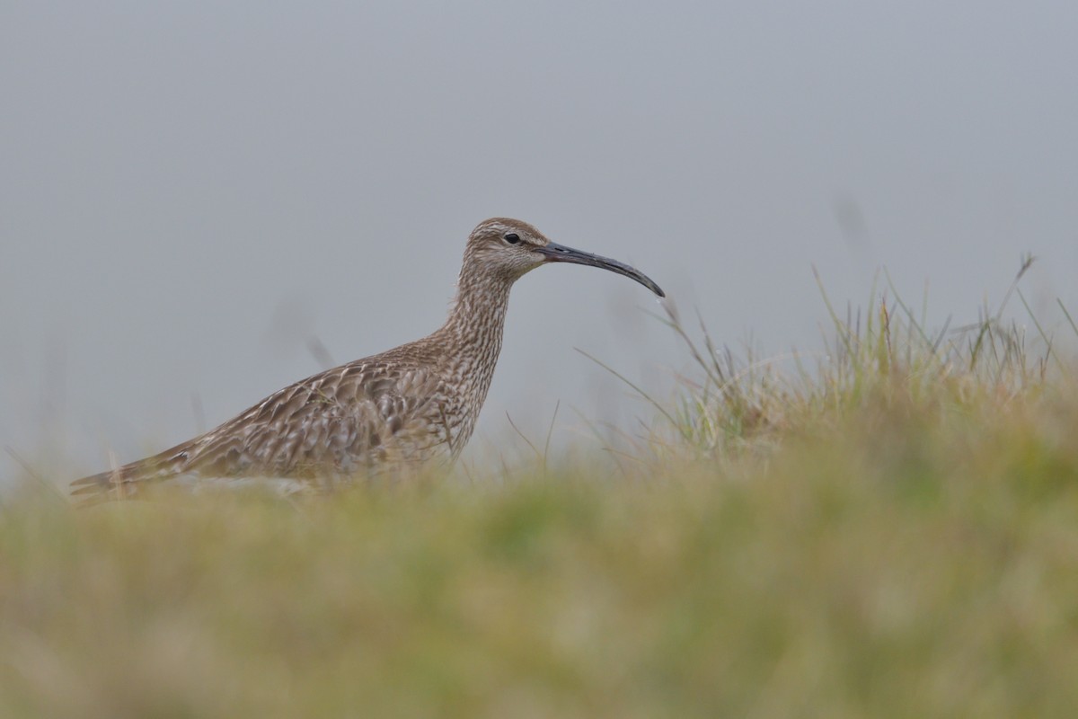 Whimbrel - ML627426605