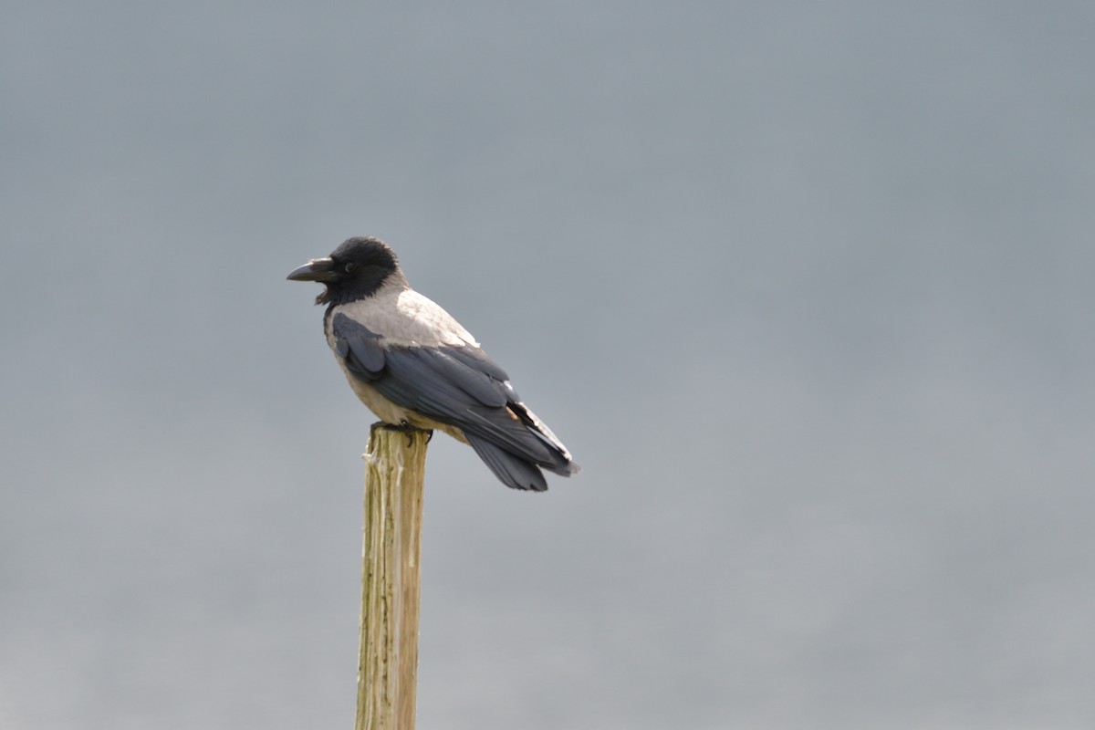 Hooded Crow - ML627426610