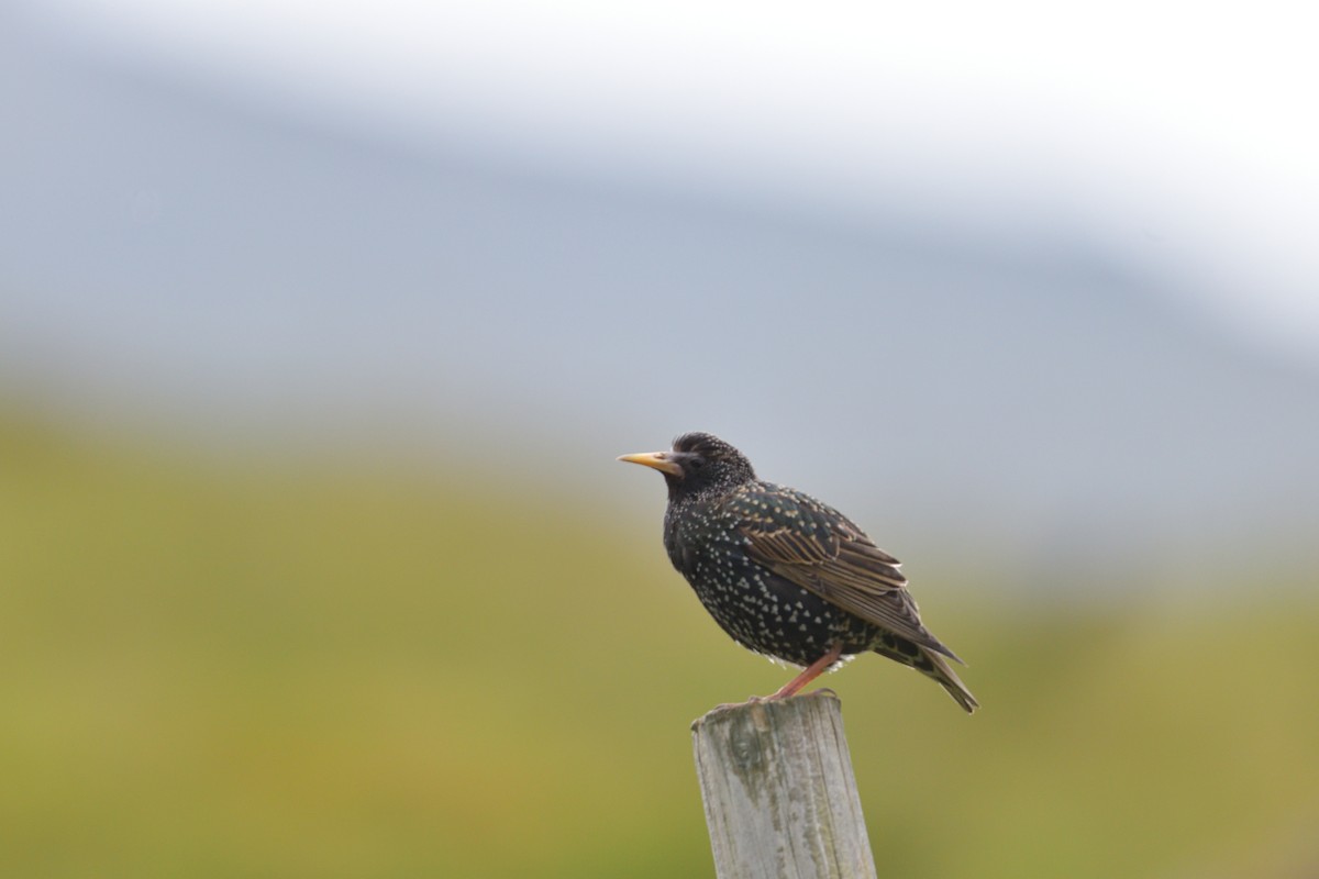 European Starling - ML627426616