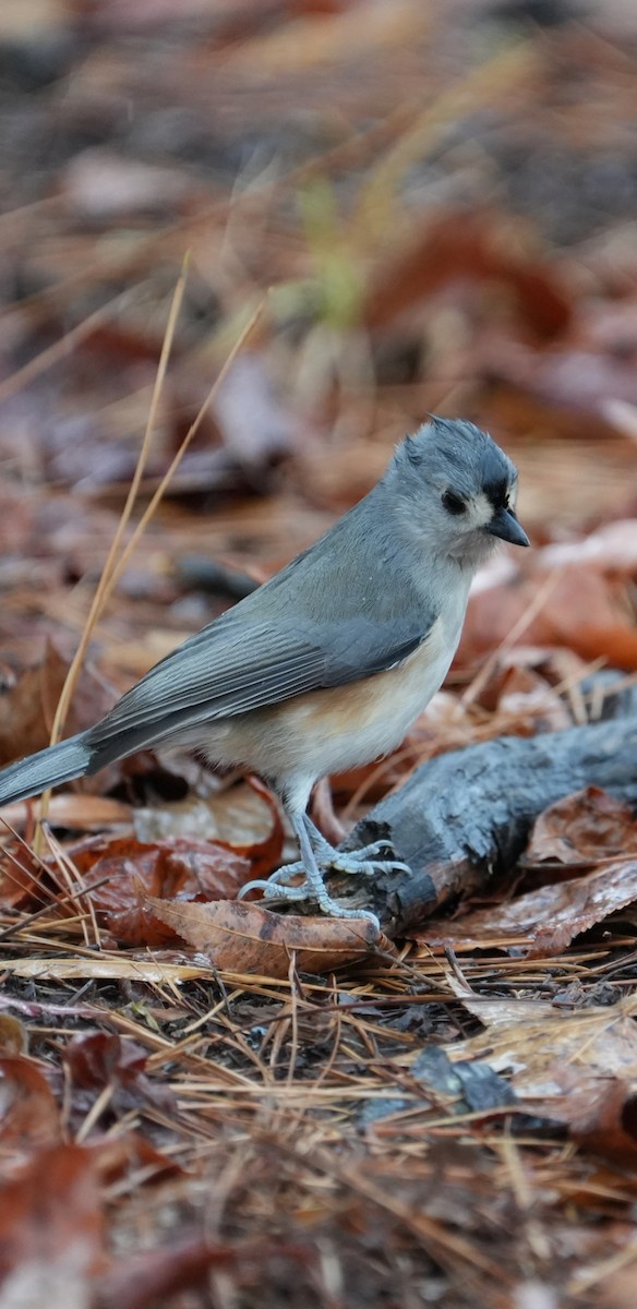 Tufted Titmouse - ML627426635