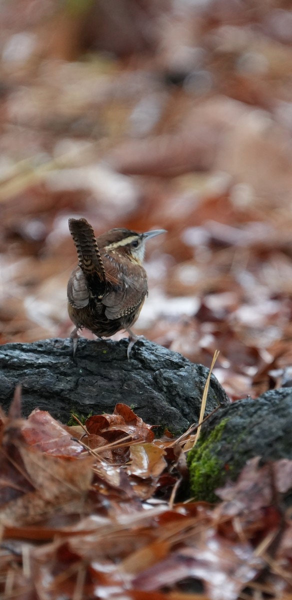 Carolina Wren - ML627426644