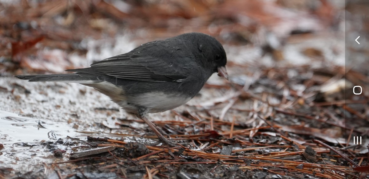 Dark-eyed Junco - ML627426649