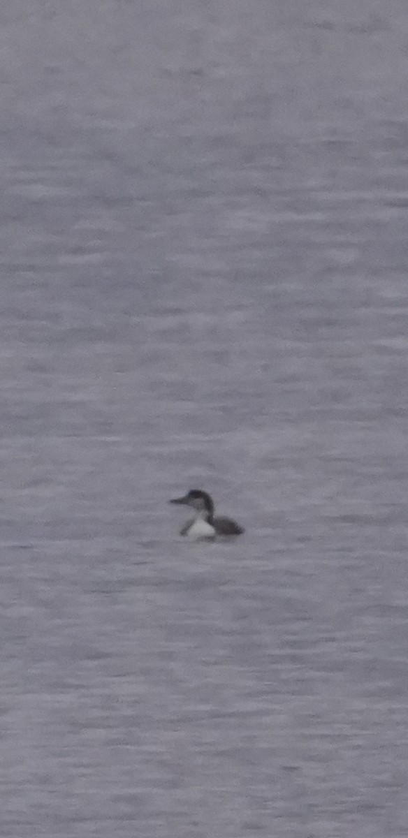 Common Loon - ML627426704